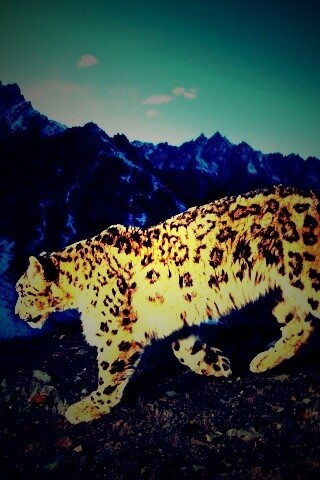 Леопард обои