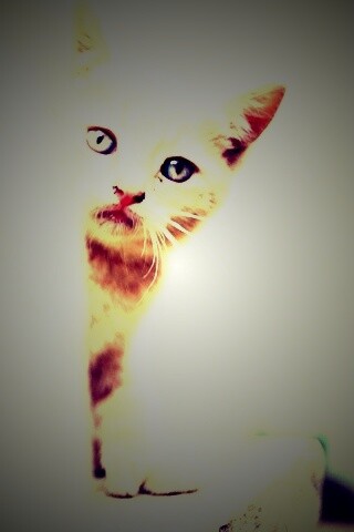 Котик из-за угла обои