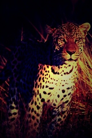 Леопард на охоте обои