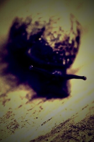 Улитка на ветке обои