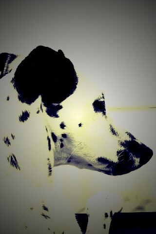 Долматинец смотрит вдаль обои