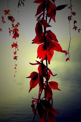 Ветви красного дерева обои