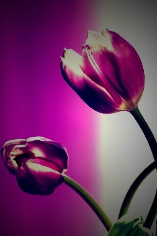 Сиреневые цветы обои