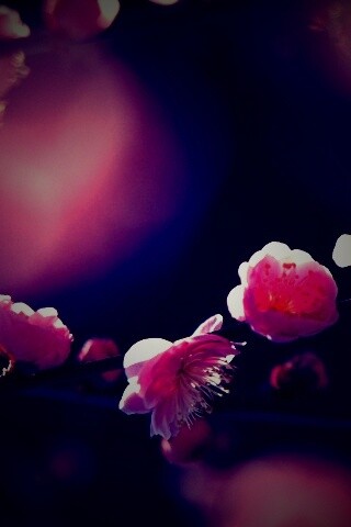 Цветущая вишня обои