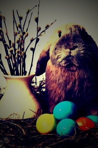 Пасхальный кролик обои