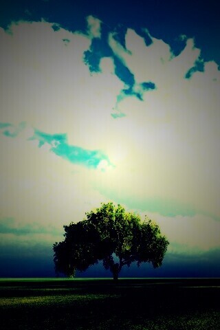 Одинокое дерево обои