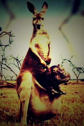 Кенгуру с бегемотом в сумке обои