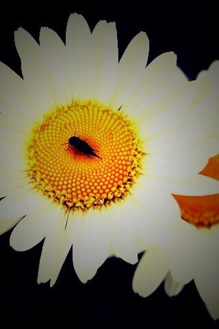 Ромашки обои