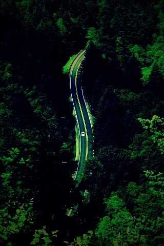 Лесная трасса обои