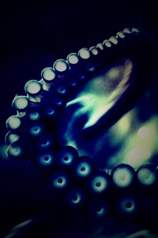 Щупальце обои