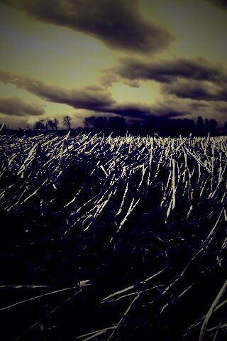 Убранное поле обои