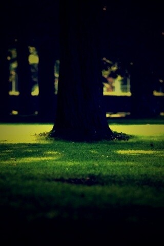 Ствол дерева обои