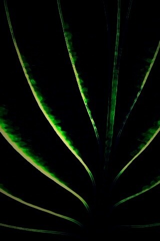 Неоновый лист обои