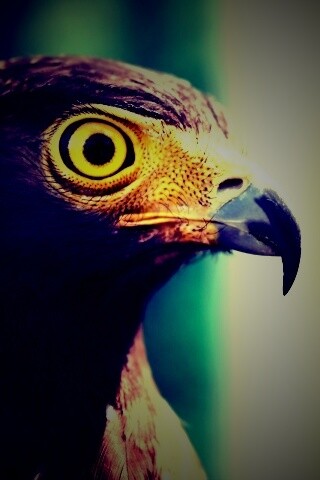 Взгляд орла обои