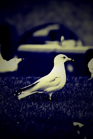 Чайка обои