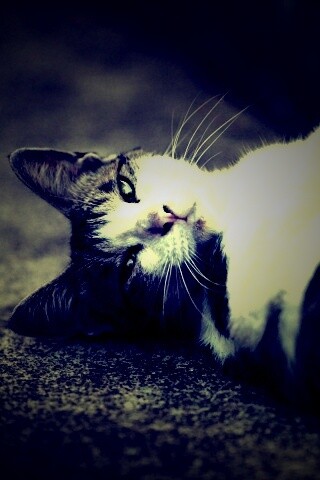 Кот лежит на спине обои