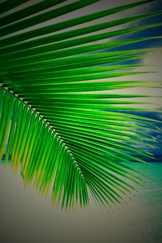 Пальмовый лист обои