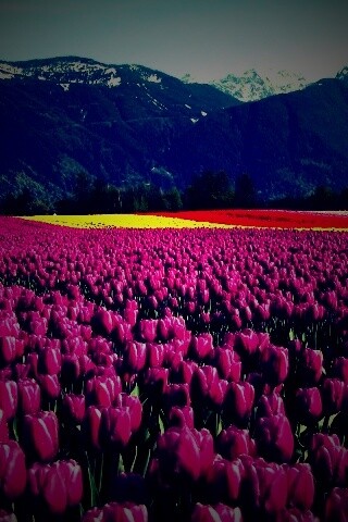 Поле тюльпанов обои