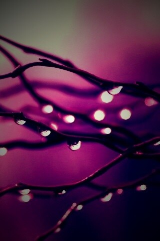 Капли на ветке обои