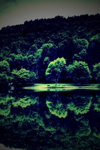 Лесной берег обои