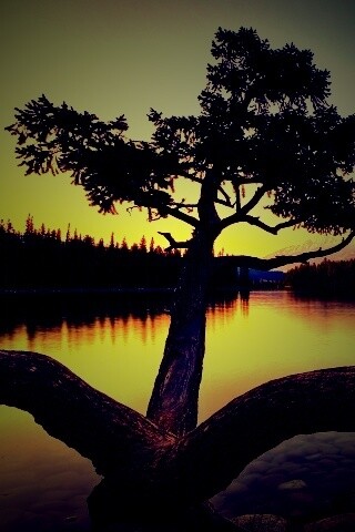 Дерево у горного озера обои