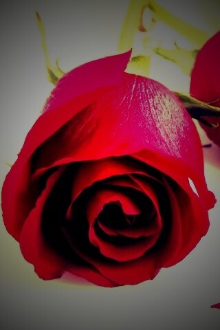 Две красные розы обои