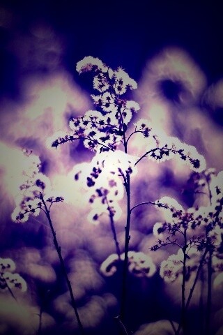 Сиреневые цветы обои