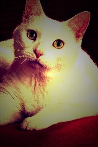 Белой кот на красном диване обои