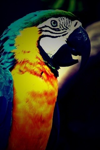 Разноцветынй попугай обои