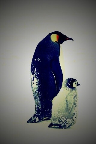 Пингвин с птенцом обои