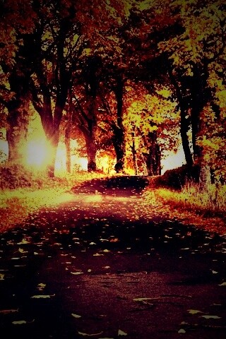 Дорога в осеннем парке обои