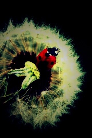 Божья коровка на одуванчике обои