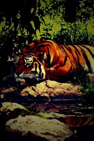 Тигр отдыхает обои