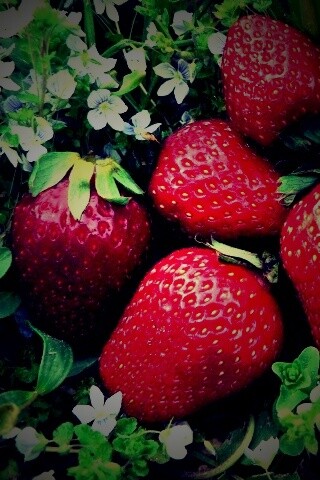 Клубника обои