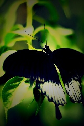 Бабочка с чёрно-белыми крыльями обои