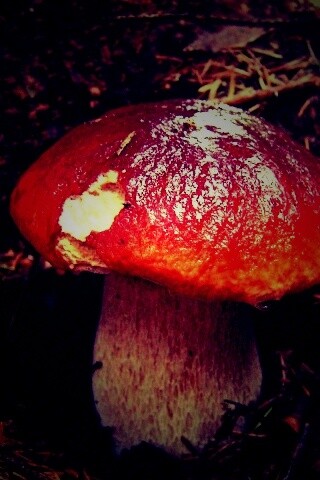 Белый гриб обои