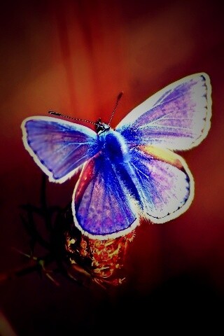 Бабочка с фиолетовыми крыльями обои