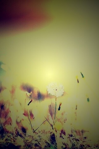 Летняя трава обои