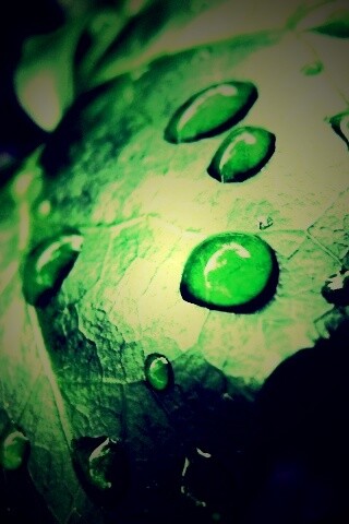 Капли росы на листе обои