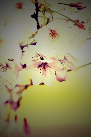 Цветение вишни обои