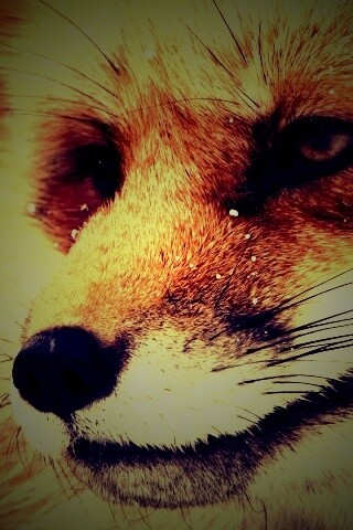 Морда рыжей лисы обои