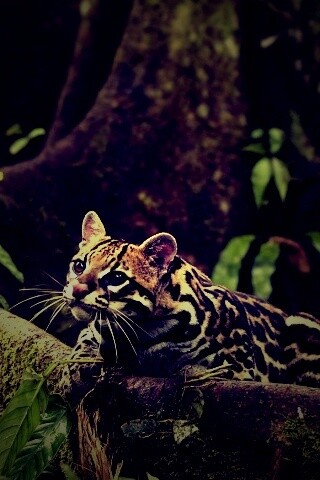 Оцелот обои