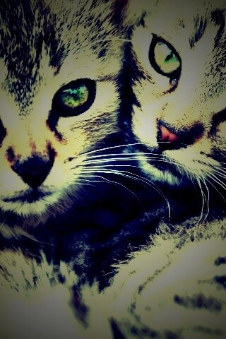 Котята в обнимку обои