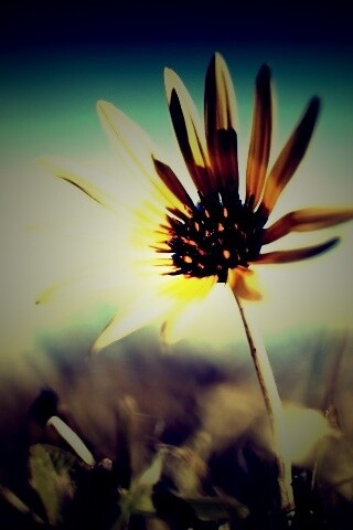 Летний цветок на солнце обои