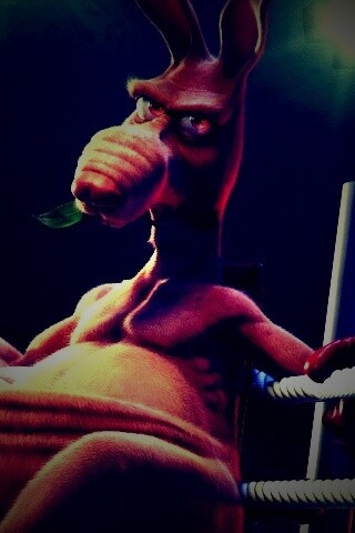 Кенгуру-боксер на ринге обои