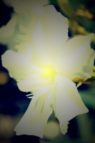 Эухарис, амазонская лилия обои