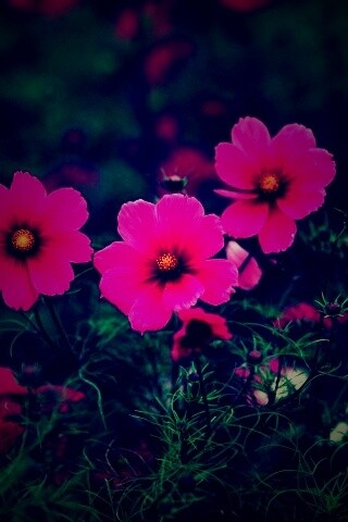 Яркие розовые цветы обои