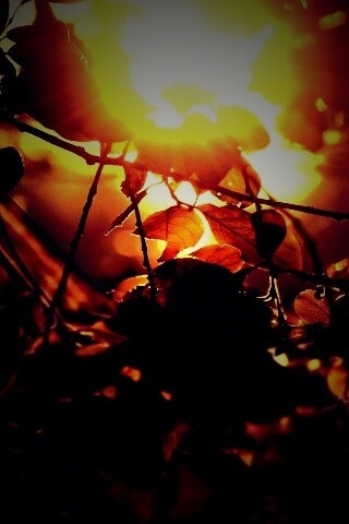 Солнце пробивается сквозь листву обои