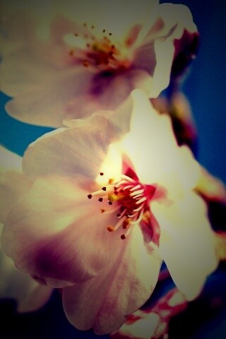 Нежные белые цветы обои