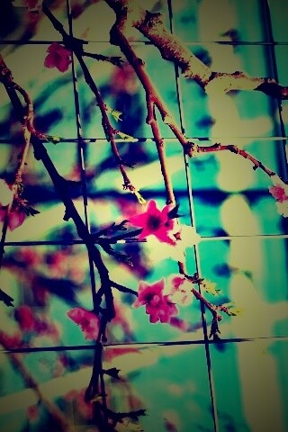 Ветка за сеткой обои